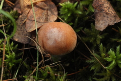 Cortinarius esculentus