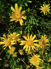 Asteroideae