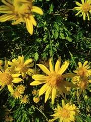 Asteroideae