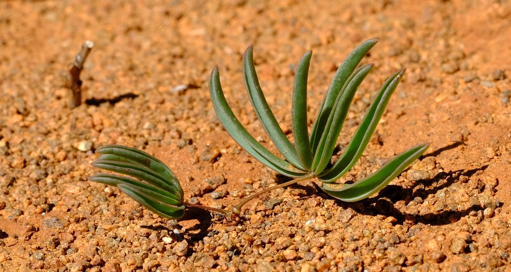 Oxalis pulvinata BULBS