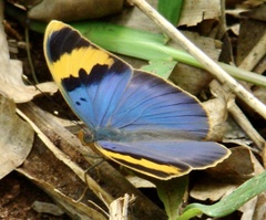 Euphaedra neophron