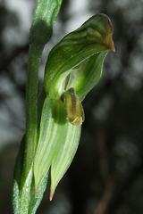 Pterostylis chlorogramma