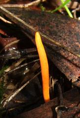 Clavulinopsis amoena