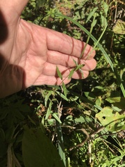 Epilobium leptophyllum