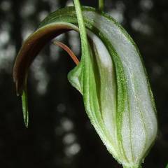 Pterostylis grandiflora