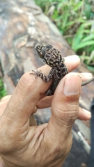 Cyrtodactylus pubisulcus