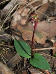 Chiloglottis curviclavia