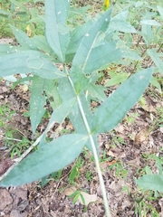 Helianthus eggertii