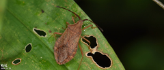 Homoeocerus dilatatus