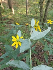 Helianthus eggertii