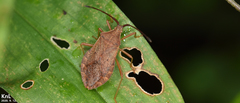 Homoeocerus dilatatus