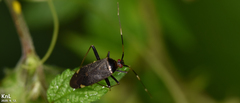 Adelphocoris tenebrosus