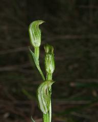 Pterostylis parviflora