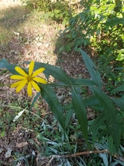 Helianthus eggertii
