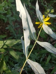 Helianthus eggertii
