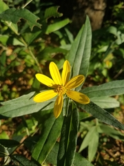 Helianthus eggertii