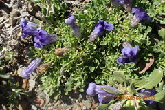Aptosimum procumbens