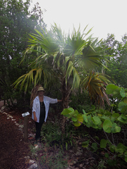 Thrinax radiata