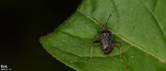 Proboscidocoris varicornis