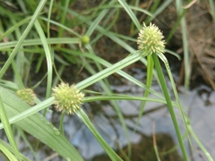 Cyperus brevifolioides