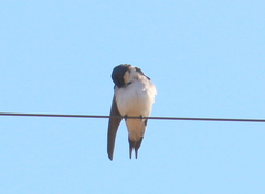 Hirundo dimidiata