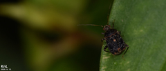 Proboscidocoris varicornis