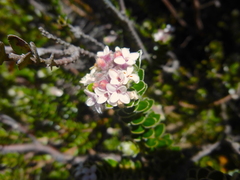 Pimelea sericea