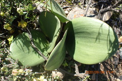 Haemanthus
