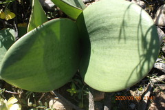 Haemanthus