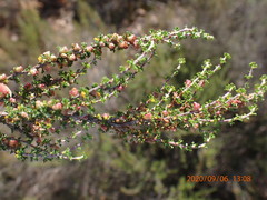 Cliffortia micrantha