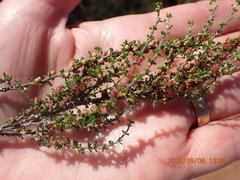 Cliffortia micrantha
