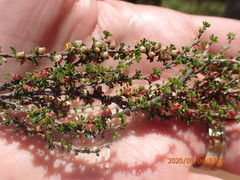 Cliffortia micrantha