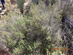 Cliffortia micrantha