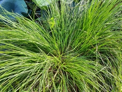 Carex