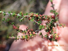 Cliffortia micrantha