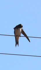 Hirundo dimidiata