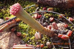 Crassula pyramidalis