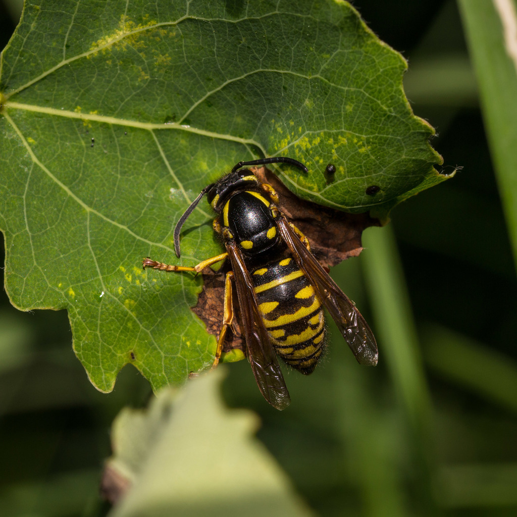 Boreal Yellowjacket
