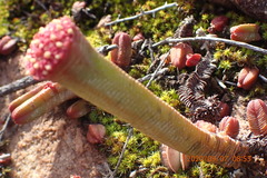 Crassula pyramidalis