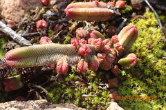 Crassula pyramidalis