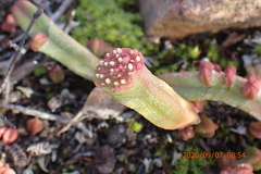 Crassula pyramidalis