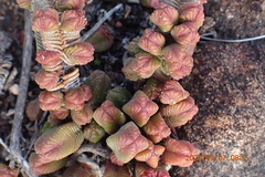 Crassula pyramidalis