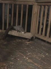 Didelphis virginiana