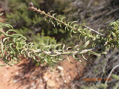 Freylinia densiflora