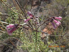 Freylinia densiflora