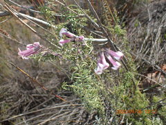 Freylinia densiflora