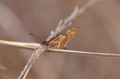 Acraea goetzei