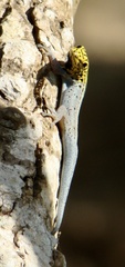 Lygodactylus picturatus
