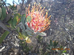 Leucospermum pluridens