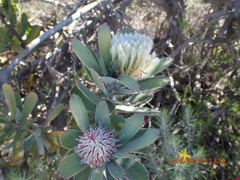 Leucospermum pluridens